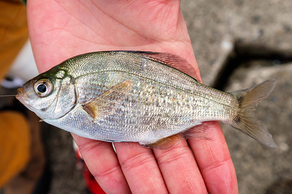 砂浜 で 釣れる 魚