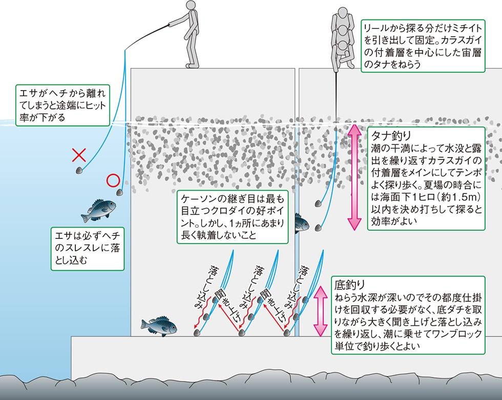 激安大特価！ ノーシン様専用 フジツボ塩漬け2個セット クロダイ釣り 落とし込み ヘチ釣り