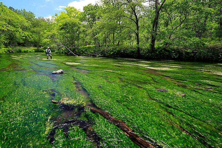 絶景釣り紀行「北海道・道東」編 -バイカモたなびく湧水の川へ
