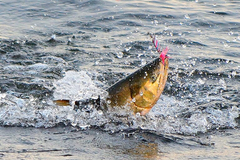 日本人が最も食べている魚、サケの素顔
