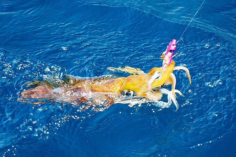 餌木がアオリイカに愛され続ける理由