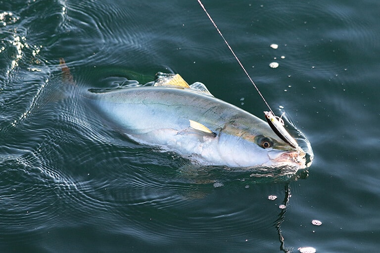 釣りイトは細いほどよく釣れる!?