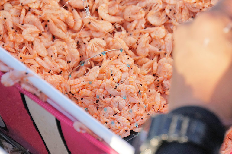 「オキアミ」って何？実はエビじゃない定番の釣りエサ