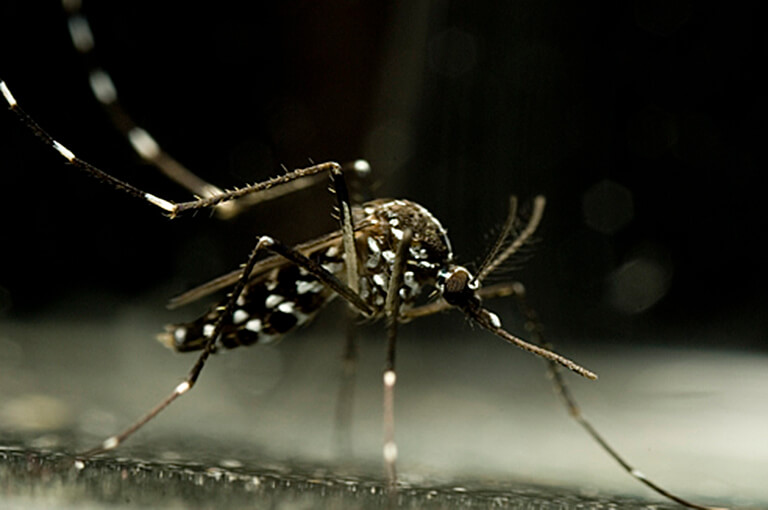 みたい な 虫 蚊 集団で飛ぶ「黒い小さい虫」はユスリカ！害は？追い払う方法と駆除方法
