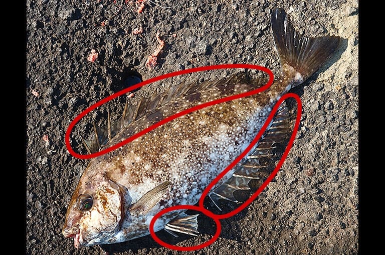 釣りバリが刺さったらどうする 釣りで役立つファーストエイドキット Honda釣り倶楽部 Honda