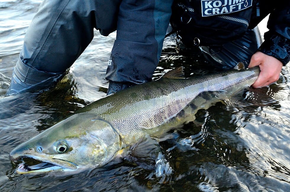 いつかは釣りたいアキアジの意外な効能とは 日本人が最も食べている魚 サケの素顔 Honda釣り倶楽部 Honda公式サイト