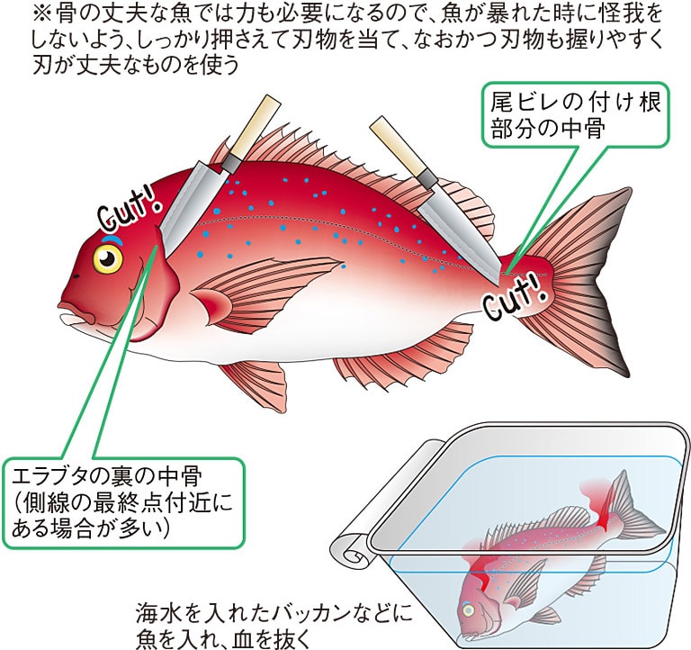 魚を美味しくいただくために 鮮度を保つ用意と工夫 Honda釣り倶楽部 Honda