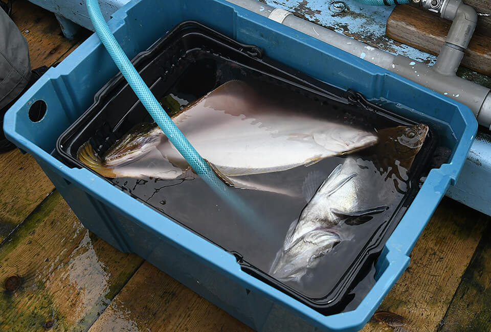 釣っ た 魚 クーラー ボックス なし