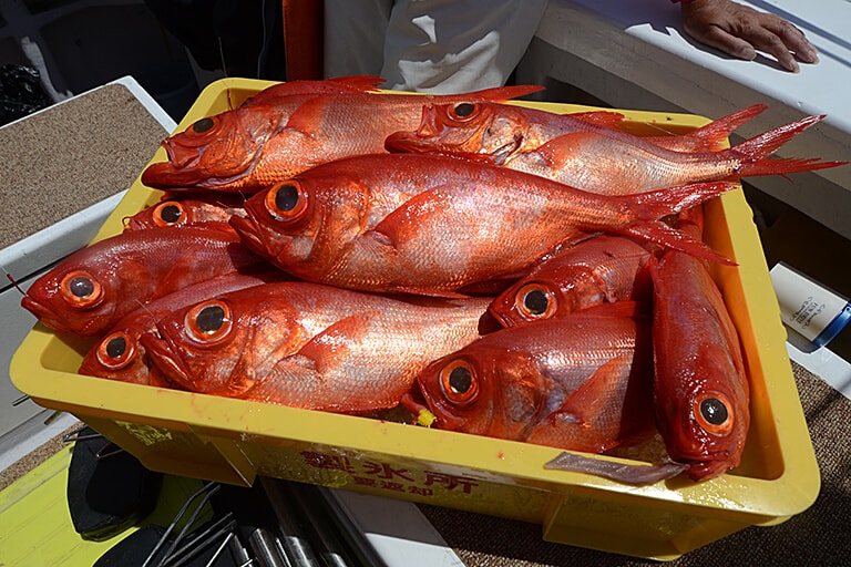 釣った魚を売るのはモラル違反 知っておきたい 遊漁 の意味 Honda釣り倶楽部 Honda