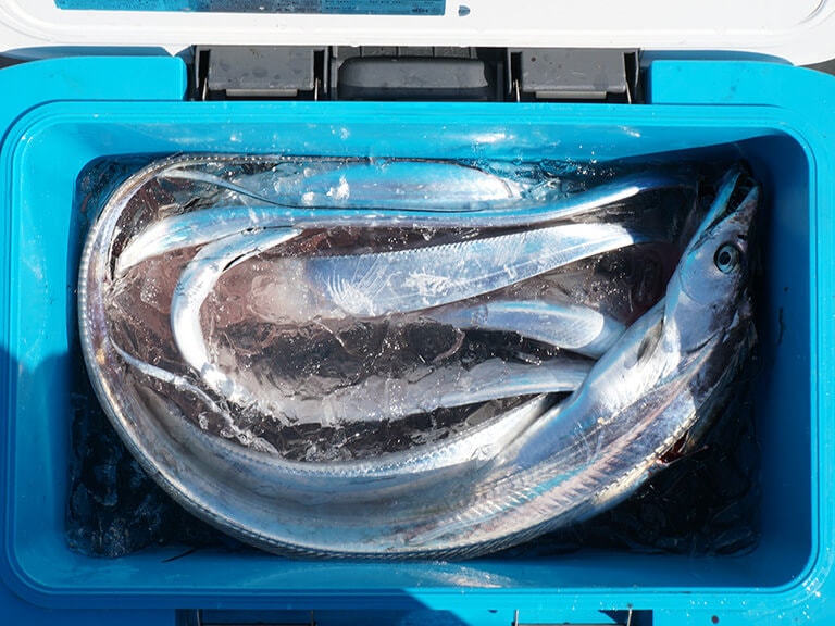 神経締め 活き締め 氷締め 魚の鮮度を保つための大原則と締め方 Honda釣り倶楽部 Honda公式サイト