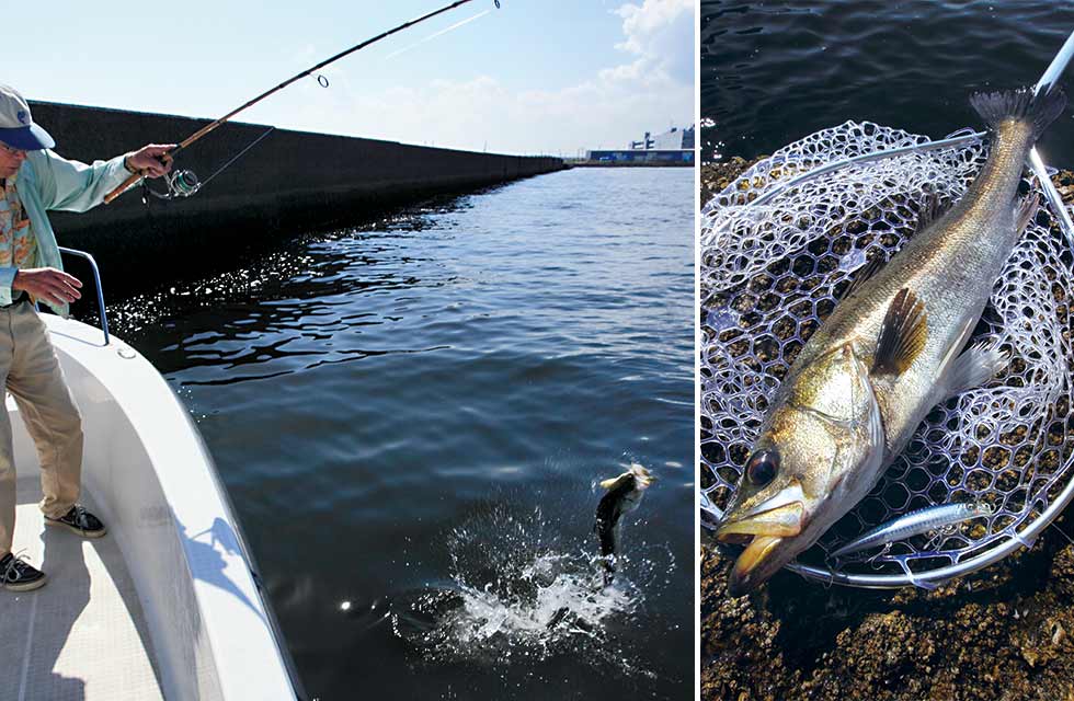 大きさで名前が違う出世魚などの魚たち Honda釣り倶楽部 Honda