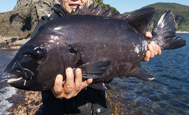 川と海をつなぐ釣り人憧れの魚 サクラマス サツキマスの魅力 Honda釣り倶楽部 Honda公式サイト