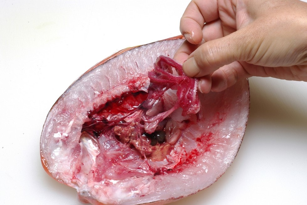 エラブタの内側にあるエラと、その他の内臓を手でちぎり取り、中骨主骨に付着している血ワタも掃除する。