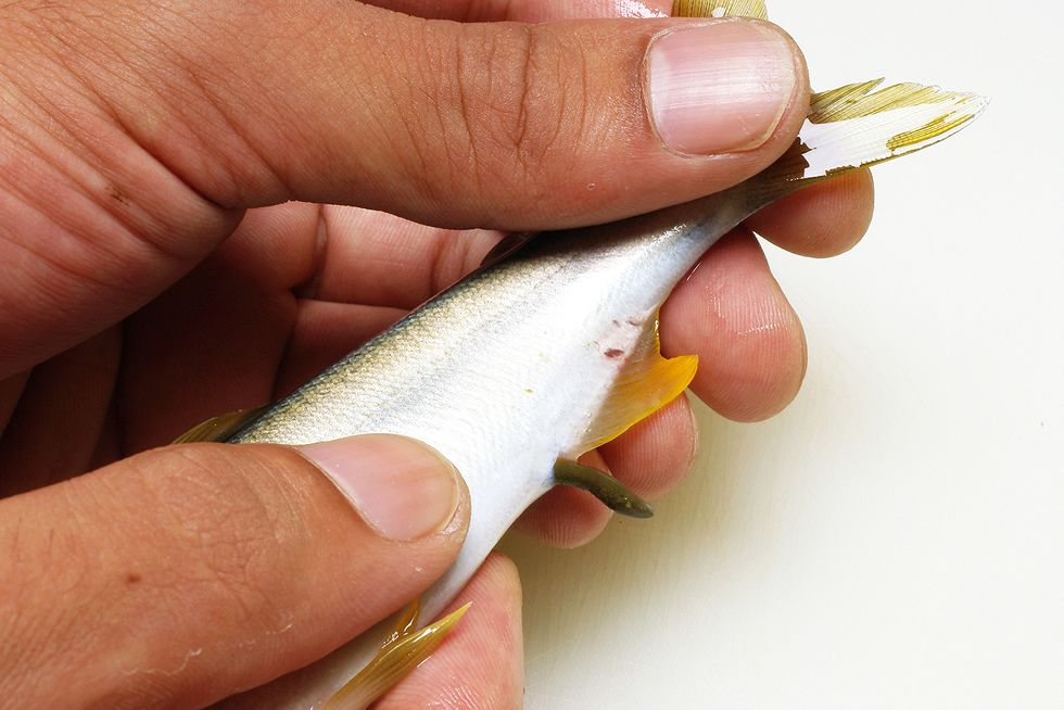 アユは川の苔を食べているので、最初に肛門から食べ残り（フン）を絞り出す。腹ビレ下から肛門に向かって、腹を2～3回軽くしごく。力が強過ぎると内臓が出てしまうので注意する。