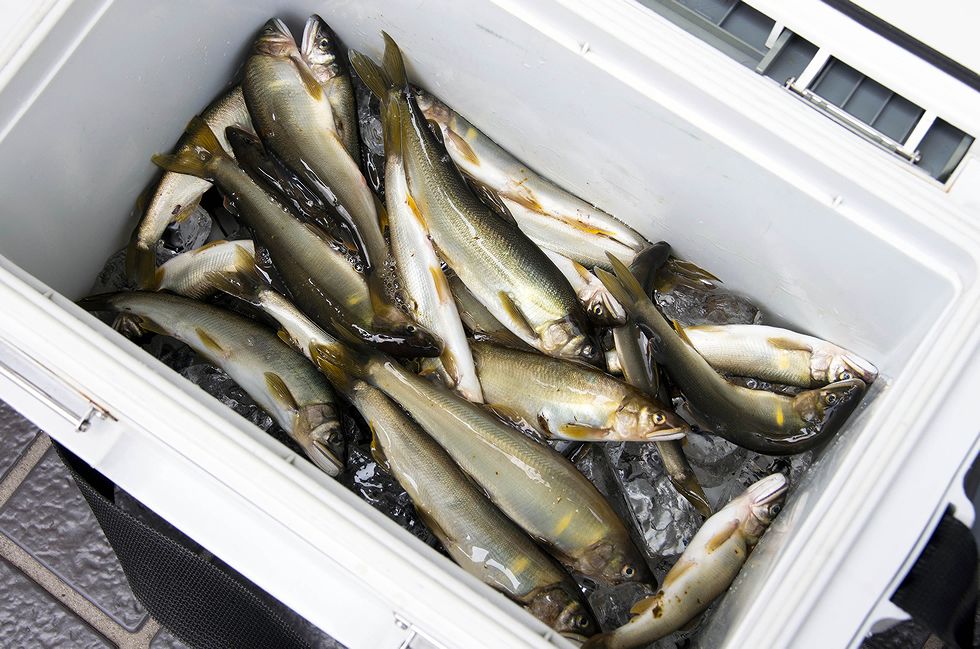 釣りおえたアユは生きているうちに砕いた氷と水を入れたクーラーボックスに入れて蓋を閉じる。アユは初め大暴れするが、15～20分間放置すると、内臓の芯までしっかり冷えた生き締めの状態になる。