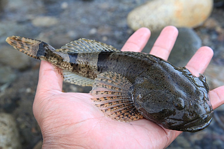 川 湖沼でねらえる魚 釣魚図鑑 特徴 仕掛け さばき方 Honda釣り倶楽部 Honda