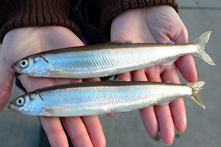 魚 ちか