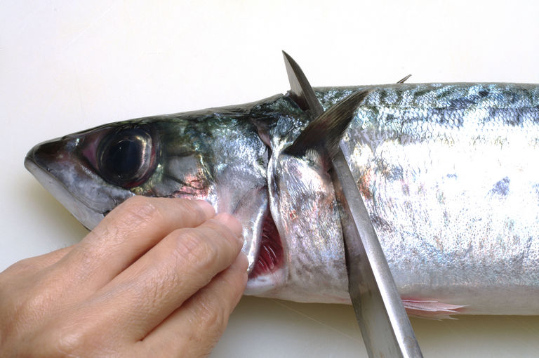 ゴマサバのさばき方