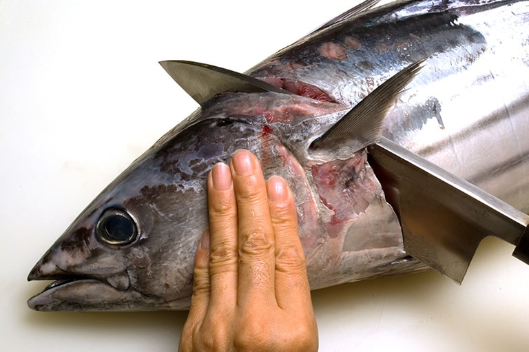 釣魚別のさばき方 一覧 釣魚図鑑 特徴 仕掛け さばき方 Honda釣り倶楽部 Honda