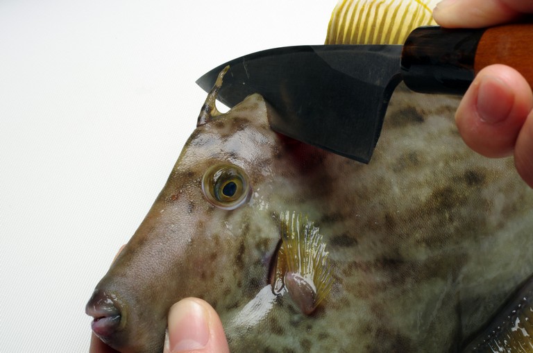 カワハギのさばき方