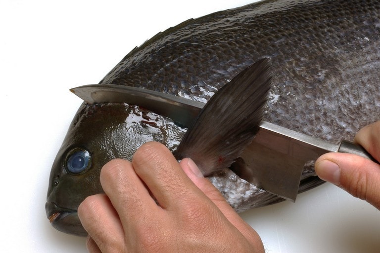 メジナのさばき方