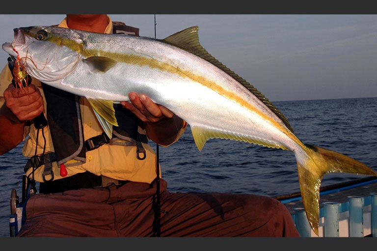 ヒラマサの仕掛け トップウォーター カゴ釣り ジギング 釣魚図鑑 特徴 仕掛け さばき方 Honda釣り倶楽部