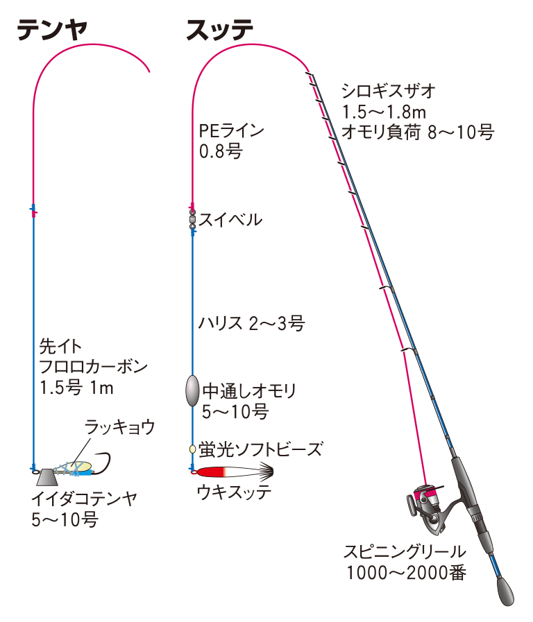 イイダコの仕掛け テンヤ スッテ 釣魚図鑑 特徴 仕掛け さばき方 Honda釣り倶楽部 Honda