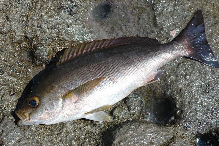 海 磯 堤防でねらえる魚 釣魚図鑑 特徴 仕掛け さばき方 Honda釣り倶楽部 Honda