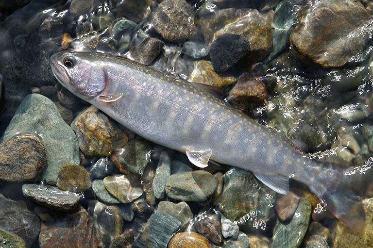 イワナの仕掛け ルアー フライ テンカラ釣り チョウチン釣り 釣魚図鑑 特徴 仕掛け さばき方 Honda釣り倶楽部 Honda