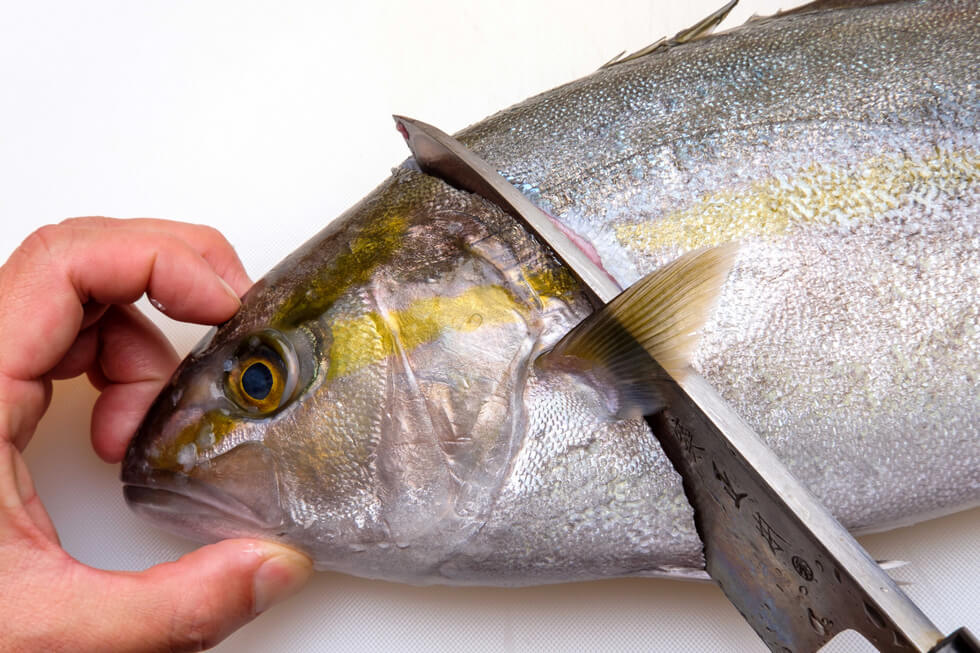 カンパチのさばき方 2枚おろし 刺し身用の節身など 釣魚図鑑 特徴 仕掛け さばき方 Honda釣り倶楽部 Honda