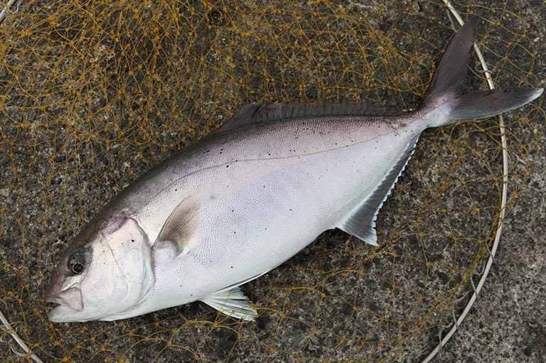 海 磯 堤防でねらえる魚 釣魚図鑑 特徴 仕掛け さばき方 Honda釣り倶楽部 Honda