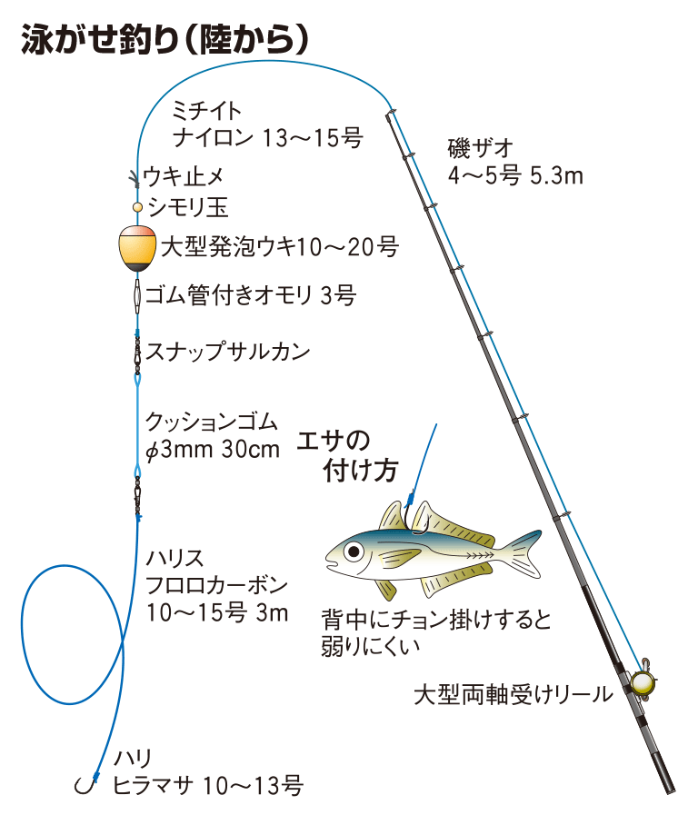 カンパチの仕掛け ジギング 泳がせ釣り 沖から 陸から 釣魚図鑑 特徴 仕掛け さばき方 Honda釣り倶楽部 Honda