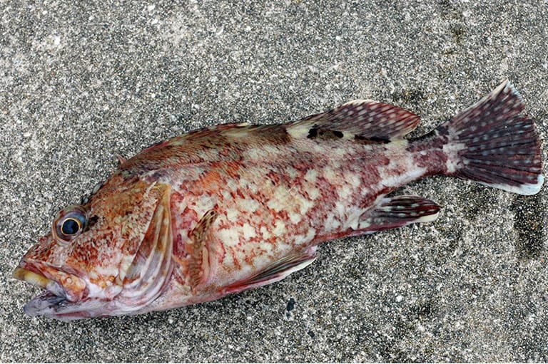 カサゴの仕掛け 沖釣り ルアー 落とし込み釣り 釣魚図鑑 特徴 仕掛け さばき方 Honda釣り倶楽部 Honda