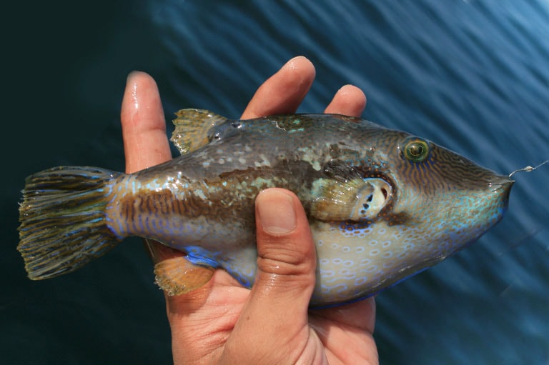 キタマクラの特徴 釣魚図鑑 特徴 仕掛け さばき方 Honda釣り倶楽部 Honda