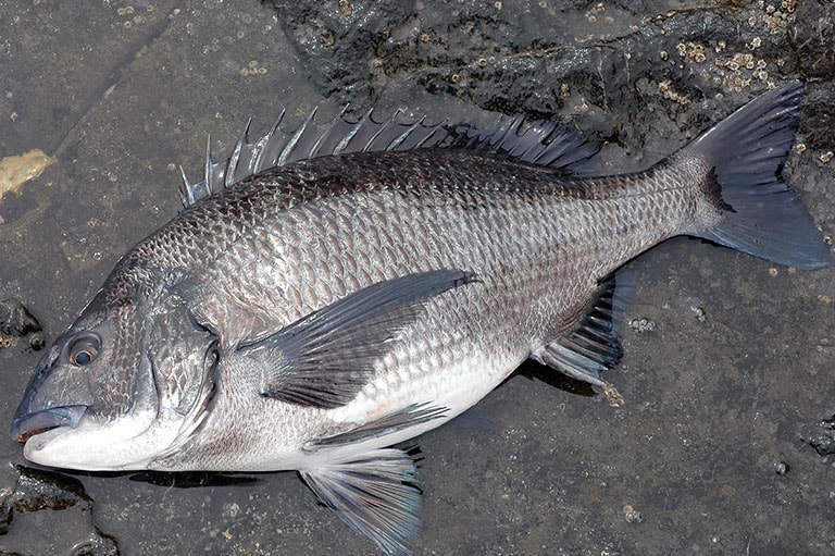 釣り チヌ