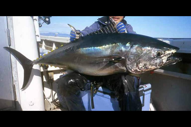 クロマグロの仕掛け 沖釣り ルアー 釣魚図鑑 特徴 仕掛け さばき方 Honda釣り倶楽部 Honda