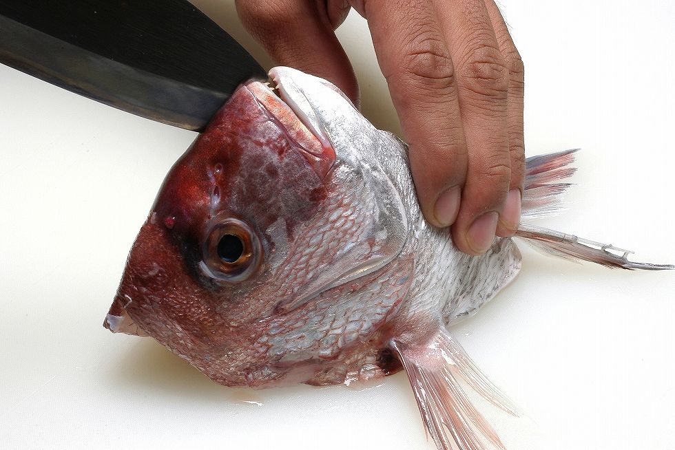 また、カブトを割るにはまな板にカマの部分を当ててしっかりと押さえ、包丁の切っ先を前歯2本の間に差し入れたら……