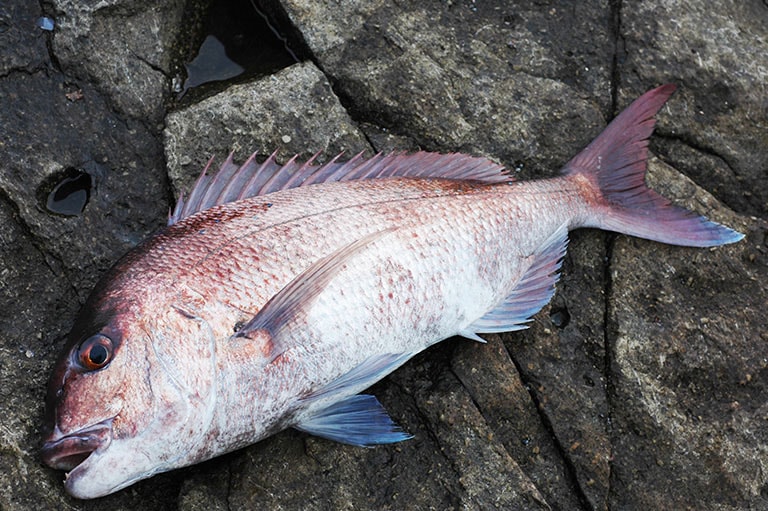 マダイの仕掛け ジギング カゴ釣り ひとつテンヤ コマセダイ タイラバ 釣魚図鑑 特徴 仕掛け さばき方 Honda釣り倶楽部 Honda