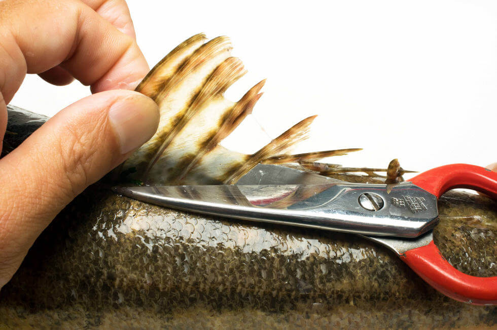 マゴチのさばき方 釣魚図鑑 特徴 仕掛け さばき方 Honda釣り倶楽部 Honda公式サイト