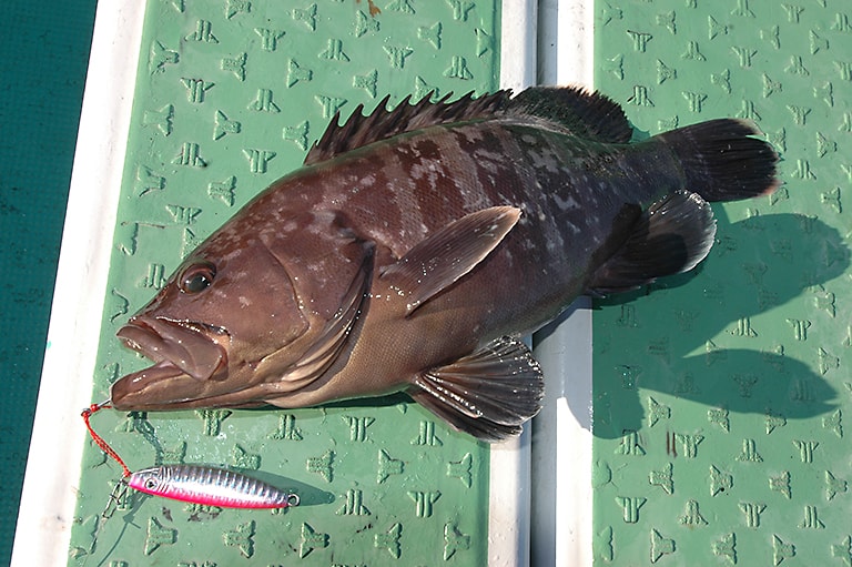 マハタの特徴 | 釣魚図鑑（特徴・仕掛け・さばき方） | Honda釣り ...