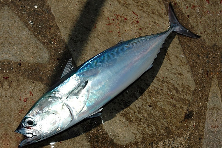 マルソウダの特徴 | 釣魚図鑑（特徴・仕掛け・さばき方） | Honda釣り倶楽部 | Honda公式サイト