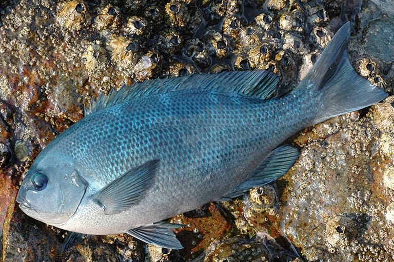 簡単 釣魚レシピ メジナの焼き霜造りとそぎ造りの刺し身 釣魚図鑑 Honda釣り倶楽部 Honda