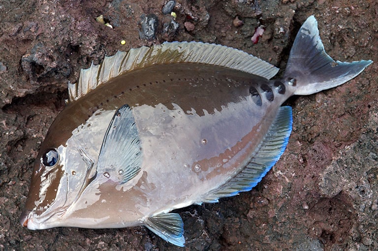 ニザダイの特徴 釣魚図鑑 特徴 仕掛け さばき方 Honda釣り倶楽部 Honda