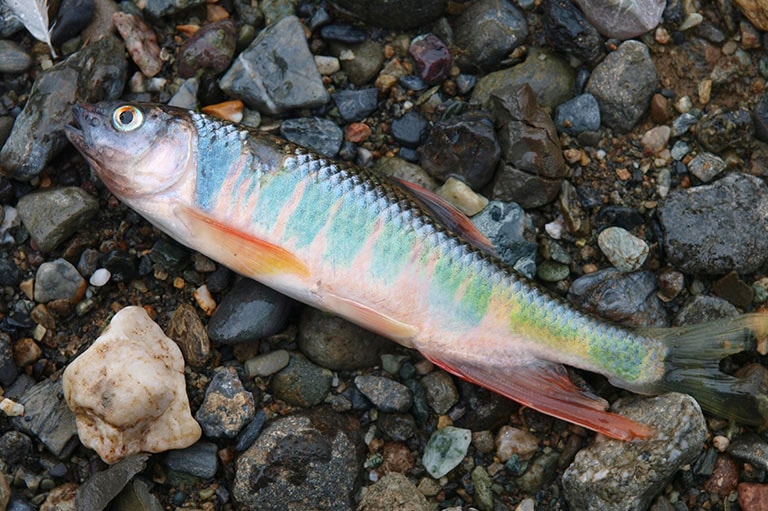 オイカワの仕掛け 蚊バリ釣り ピストン釣り ウキ釣り 釣魚図鑑 特徴 仕掛け さばき方 Honda釣り倶楽部 Honda