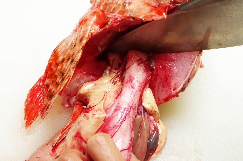 オニカサゴの胃袋と肝臓（キモ）は珍味。頭の付け根から内臓ごと切り取る。