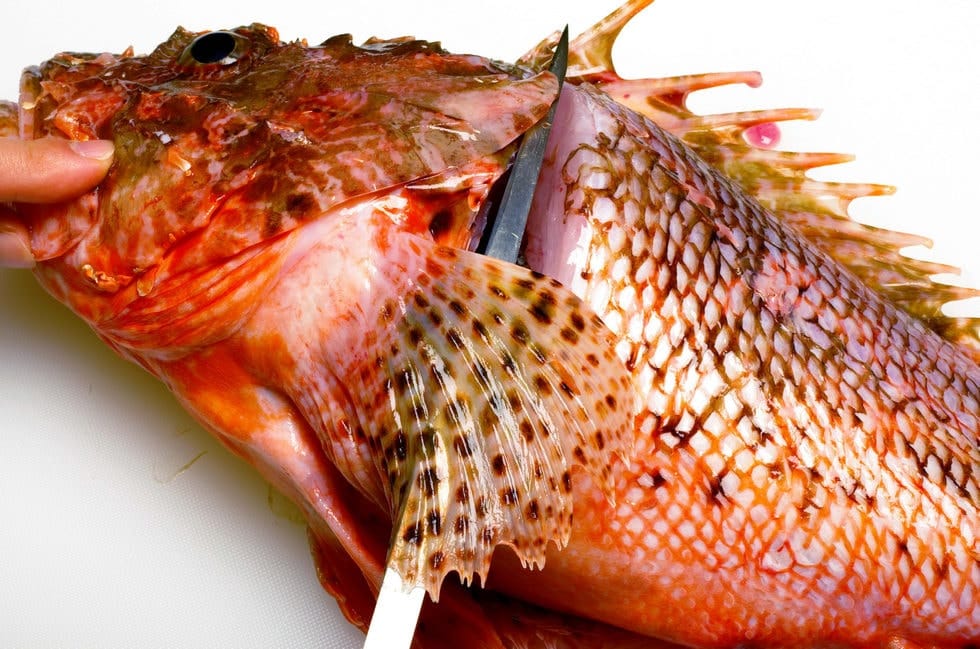 オニカサゴのさばき方 釣魚図鑑 特徴 仕掛け さばき方 Honda釣り倶楽部 Honda公式サイト