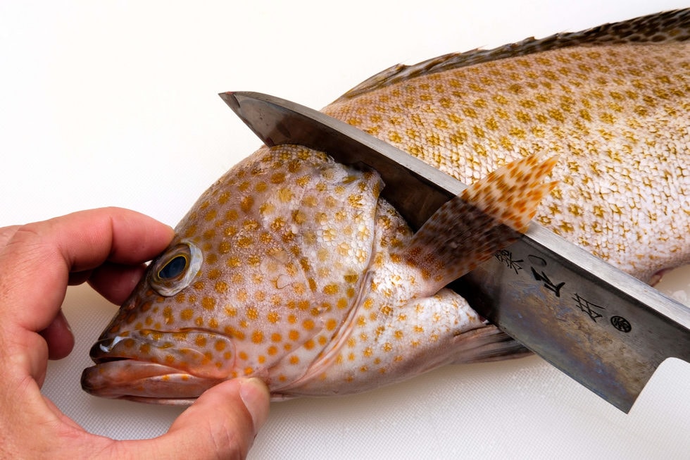 大中型魚や中骨が硬い魚の場合、頭を切り落とす際はまず、胸ビレと腹ビレに沿って包丁を入れたら……