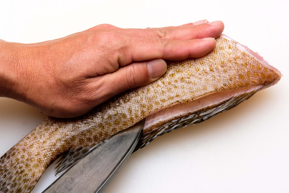 骨の硬い根魚を3枚におろす時は、まず食べにくい小骨付きの背ビレと尻ビレを取り除く。最初に背ビレの両側からＶの字に切れ込みを入れたら…
