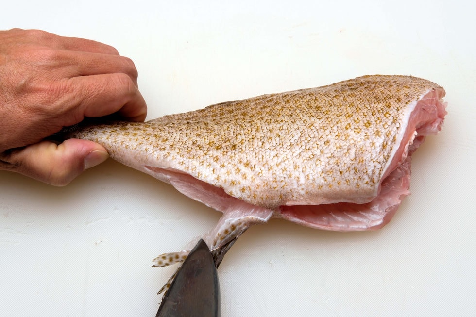 オオモンハタのさばき方 2枚おろし ブツ切り カブト割り 釣魚図鑑 特徴 仕掛け さばき方 Honda釣り倶楽部 Honda