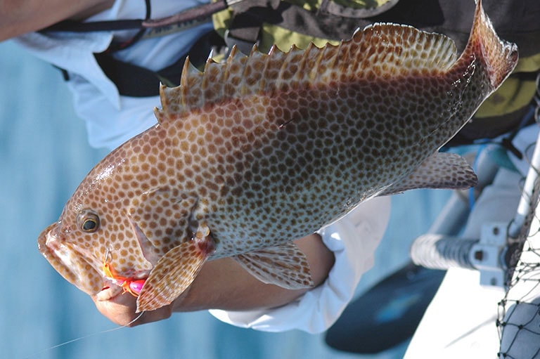 オオモンハタのさばき方 2枚おろし ブツ切り カブト割り 釣魚図鑑 特徴 仕掛け さばき方 Honda釣り倶楽部 Honda